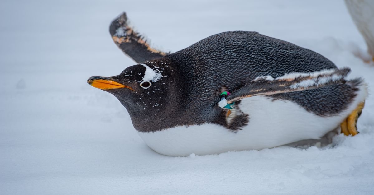 Google Penguin Update: How It Changed Link Building Forever