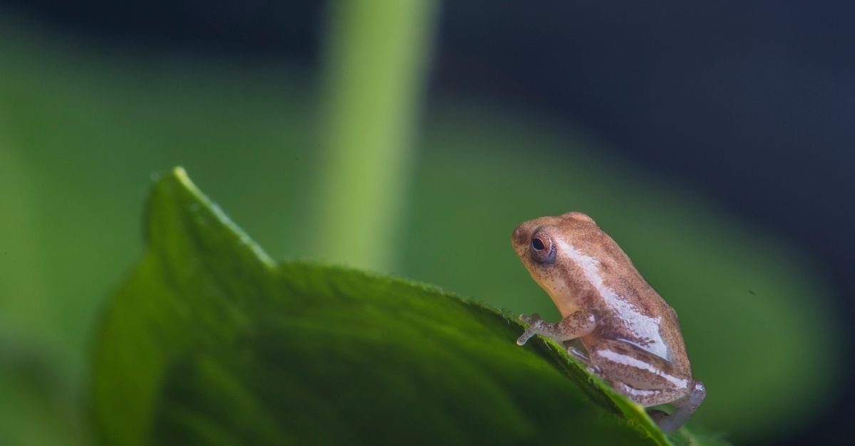 Screaming Frog Review