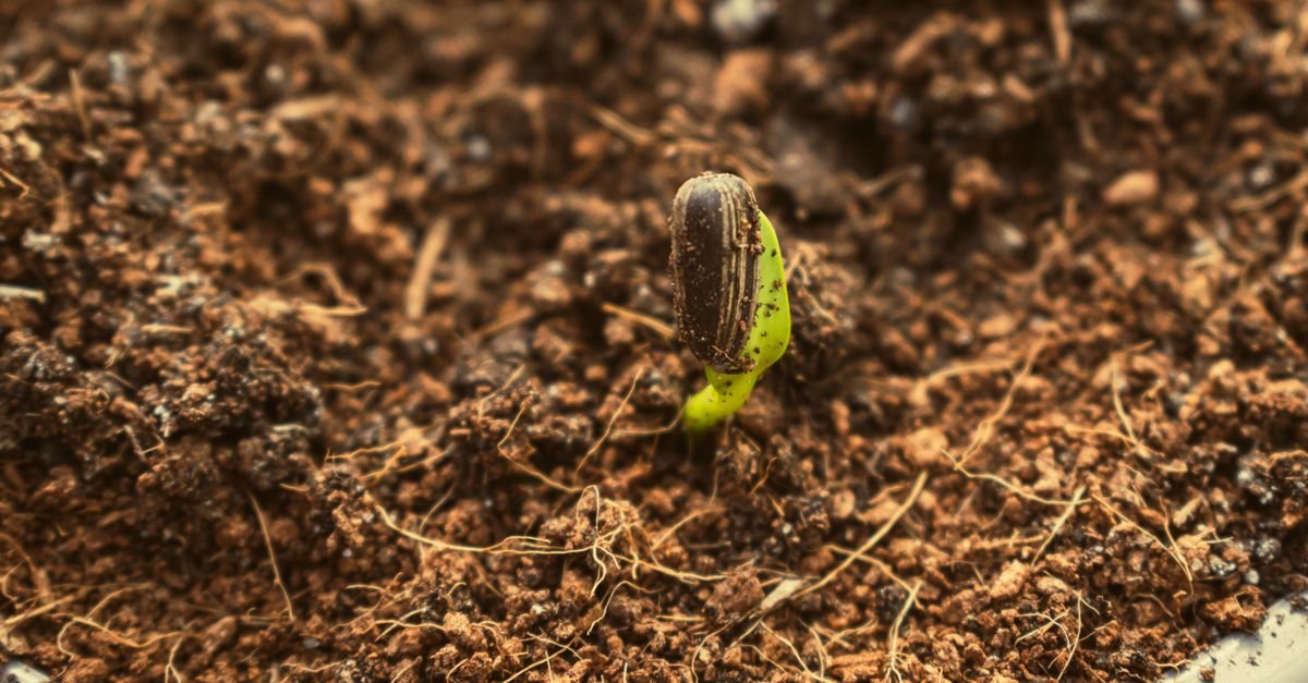 Organic Traffic: What It Is and How to Grow It