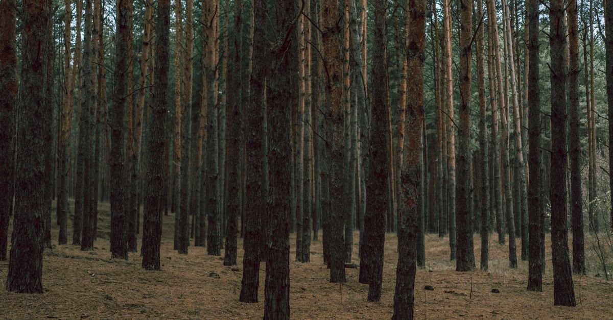 Evergreen Keywords: How to Find Topics That Never Die